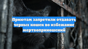 Приютам запретили отдавать черных кошек во избежание жертвоприношений