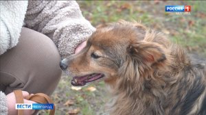 В Белгороде прошла традиционная выставка-раздача "Пойдем домой"