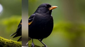 Звук природы. Птицы. Пение птицы Черный дрозд