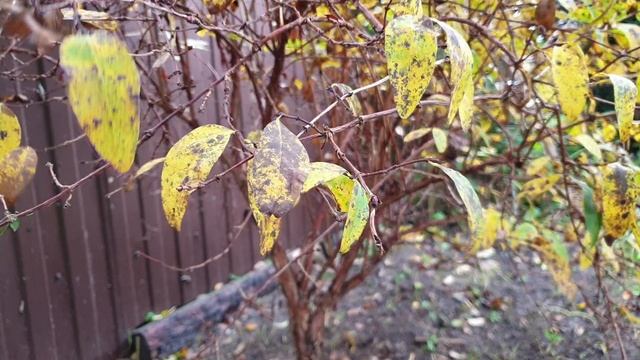 Жимолость съедобная: Как вырастить хороший, богатый урожай. Два осенних правила.