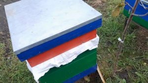 Проверка,подборка,обработка мохнатеньких.