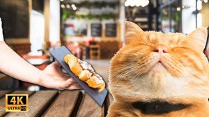 Коты Хулиганят! 😱 Смешные животные! Нелепые ситуации с животными! Угарные Коты и Собаки 2025