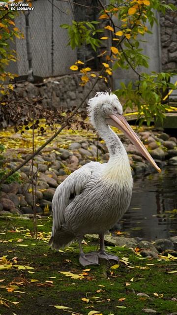 Пеликан чистит перья на берегу пруда. Ленинградский зоопарк