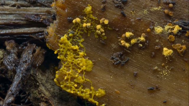 Миксомицеты. Живая слизь смотреть онлайн