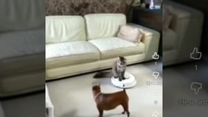 Робот пылесос и наши любимые питомцы!