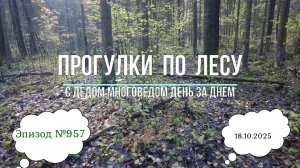 Прогулки по лесу. День за днем с дедом Многоведом. 18 октября 2025г. Эпизод 957.