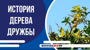 История Дерева Дружбы продолжается