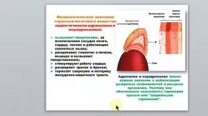 34 Гаева С.Ж. Лекция 12-13 Железы внутренней секреции надпочечники и половые железы