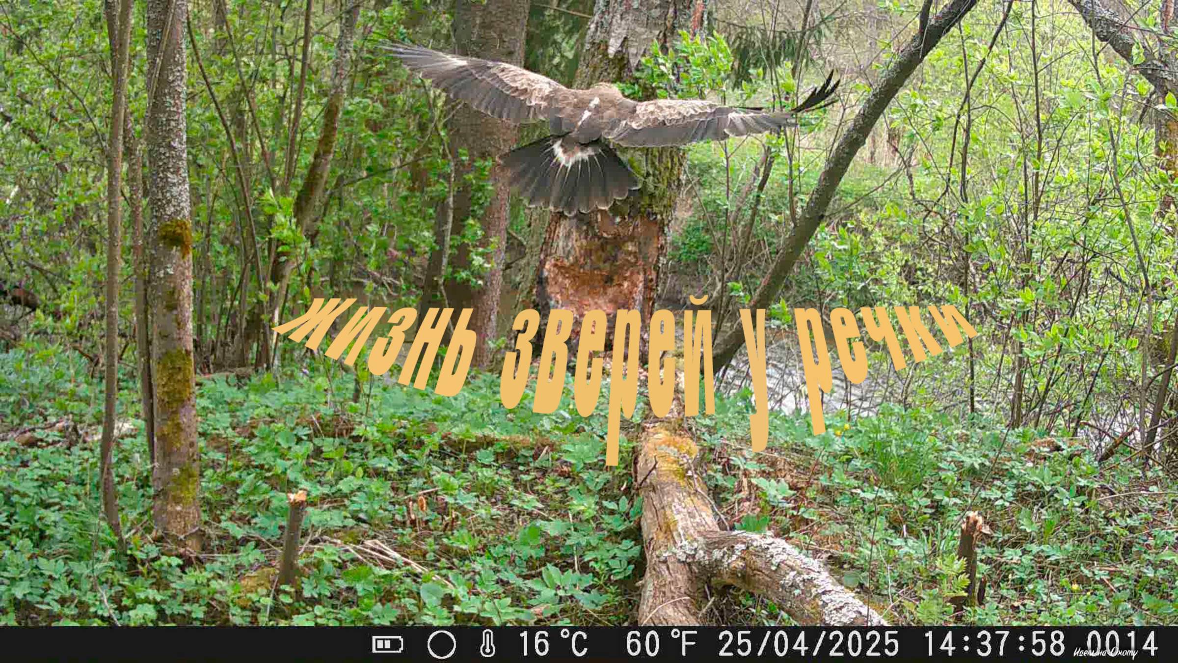 Жизнь зверей на речке у березы. Хорошие кадры с фотоловушки. смотреть онлайн