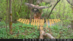 Жизнь зверей на речке у березы. Хорошие кадры с фотоловушки.