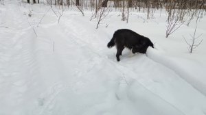 Канадский волк - гибрид. Времена года