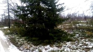 Первый снег