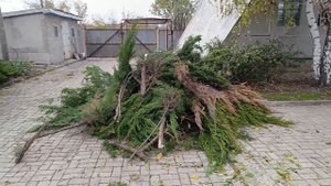 Как большой и возрастной можжевельник превратился в образ ниваки