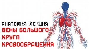 Лекция - Вены большого круга кровообращения