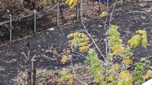 21-10-2025 ветер в деревне