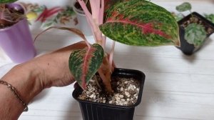 Комнатные растения/цветы. Цветочные новости. Аглаонемы.