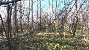 18.10.2025 Попали в загон на лося,вышли на номера. Охота на зайца с эстонской гончей.
