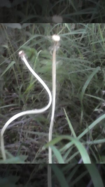 Кривой одуванчик смотреть онлайн