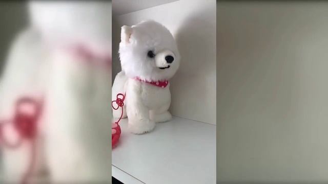 Шпиц на поводке смотреть онлайн