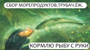 Кормлю рыбу с рук под водой. Сбор морепродуктов. Сахалин #Сахалин #рыбалка #дайвинг #морепродукты