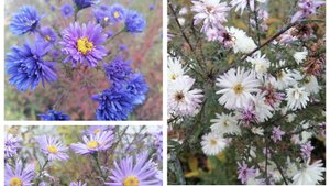 Вернулись из отпуска, как изменились наши цветы 😉🌸