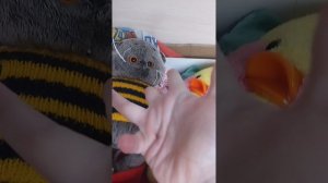 БАСИК. И МИЛКА вечерний ролик показывай свое лицо в реальной жизни!!🥰