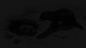 Хорёк — сурку (Колыбельная)