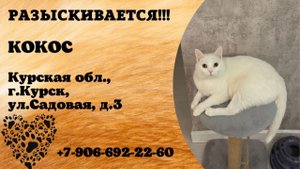 Пропал кот! КОКОС. Курская обл., г.Курск.