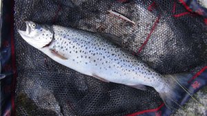 Знакомство с Карелией. Марс атакует. Часть 3