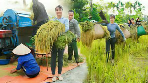 Помогаю обносельчанам собирать рис. Жизнь во Вьетнаме