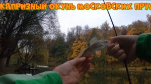Осенний микроджиг. Капризный окунь московских прудов.