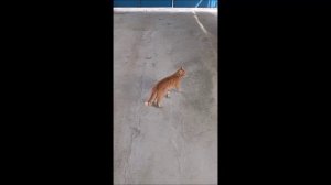 Собака. Кот. Коты и Том