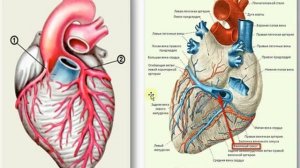 16 1. Гаева С.Ж. Лекция 33 Анатомия сердца