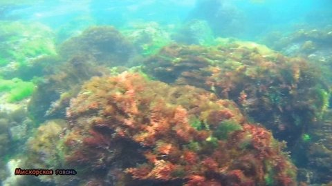 Ялта лето пляж Симеиз подводное плавание, волнорезы медузы и арбузы Крым🍎#searuss #мисхорскаягавань