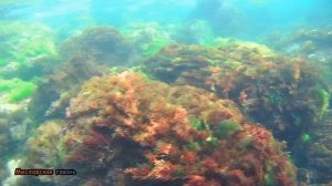 Ялта лето пляж Симеиз подводное плавание, волнорезы медузы и арбузы Крым🍎#searuss #мисхорскаягавань