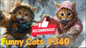 Смешные коты #340