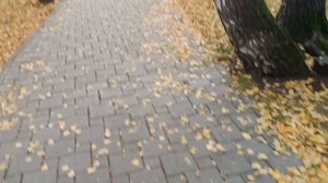 Сквер Берёзовая роща. г.Тюмень