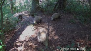 БАРСУЧАТА И ЖАРА