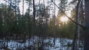 Коп в пригородном лесу. Окрестности родников.