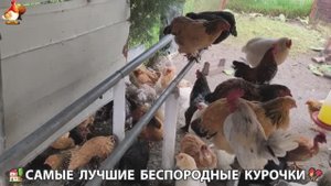 Цыплята и Курочки селяночки лучшие беспородные несушки 🥚 (360)