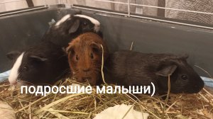 Буря и подросшие малыши. Морские свинки