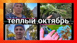Можно ли осенью черенковать гортензии ? Можно ,если очень хочется