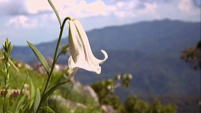 Звук природы. Природа. Звуки на опушке леса для сна