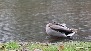 Осень в Туле(2)