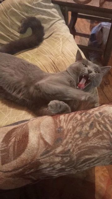 Такой милый момент! Кот Атос сладко зевает 😴 #shorts #котатос #котики #милота #животные