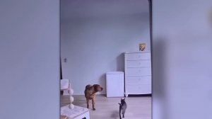 Безумные Случаи с Животными, Случайно Снятые на Камеру