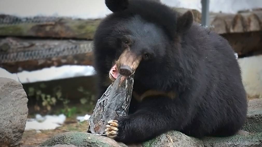 Гималайский медвежонок Дуся достала льдинку из бассейна и пробует ее на вкус!