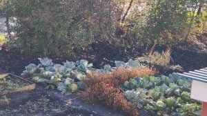 21-10-2025 огород в деревне в октябре