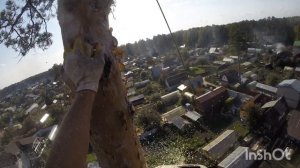 Спил деревьев в Заречном