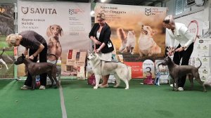 18.10.2025, СПб. Клуб "Олимп" (РКФ, РФСС). Выставка собак САС 5 группы FCI